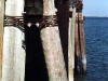 Dock Pilings - Cape May-Lewes Ferry, Lewes, Del.