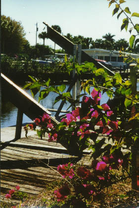 Bougainvillea View from my apartment on Henderson Creek, Naples, Fla.