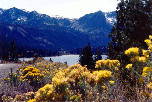 June Lake Sage Flowers - June Lake Scenic Loop, Calif.
