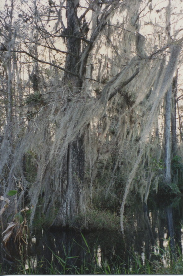 Big Cypress Swamp